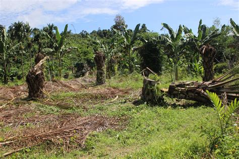 Foto Kebun Sawit Keindahan Alam Yang Menakjubkan