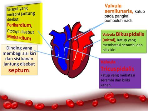 Sistem Peredaran Darah Ppt Download