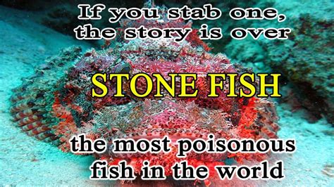 Stone Fish The Most Poisonous Fish In The World Youtube