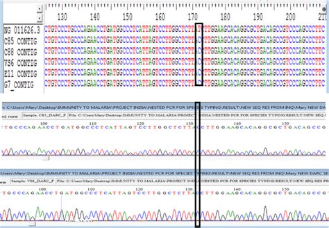 Molecular Identification Of Plasmodium Species Responsible For Malaria