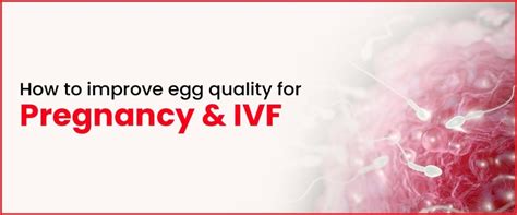 Egg Quality Importance For Pregnancy Ivf Imprimis Ivf