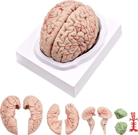 Buy Human Brain Model Anatomical Accurate Brain Model Parts Magsoar