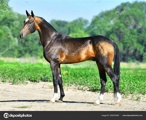 Mørk Spændeskind Akhal Teke Hingst Poserer Den Grønne Mark — Stock-foto ...