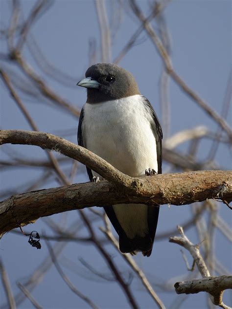 White Breasted Woodswallow Artamus Leucorynchus Gordonva Flickr