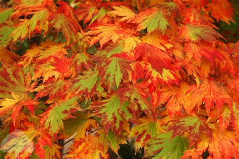 Japanese Maples Under 10 Feet Tall Japanese Maple Japanese Maple