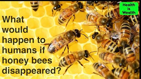 What Would Happen To Humans If Honey Bees Disappeared Off The Face Of