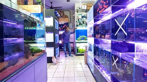 Aakar Aquarium New Fish Shop In Borivali YouTube