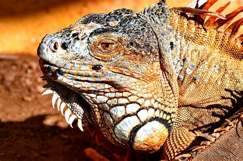 Rhino Iguana Archives Sailing Photo