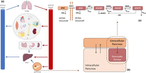 Schematic Structure Of The Whole Body Physiologically‐based