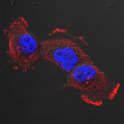 Humanmouserat Caveolin 1 Antibody Randd Systems™ 100ug Unlabeled