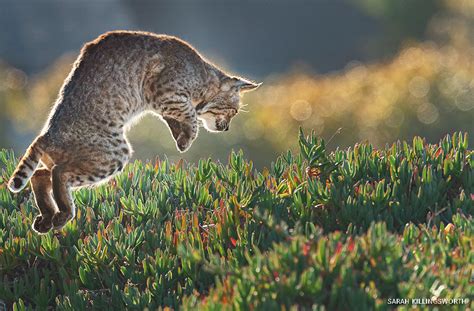 bobcats   home