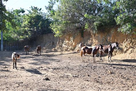 Curral Municipal Recolhe E Presta Assist Ncia A Animais Abandonados Em