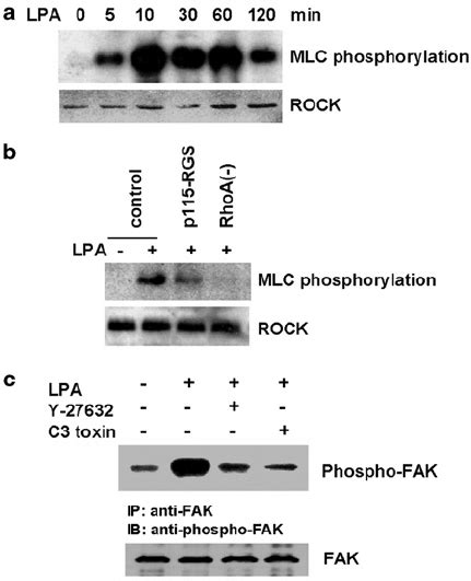 LPA Activates ROCK In A G 12 13 RhoA Dependent Manner And ROCK