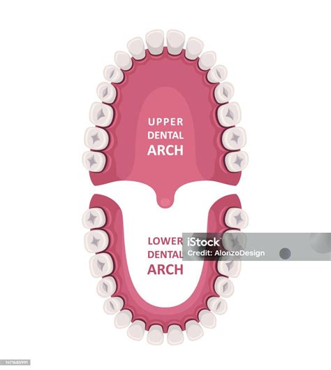 Tooth Anatomy Chart Orthodontist Human Teeth Scheme Medical Oral Health ...