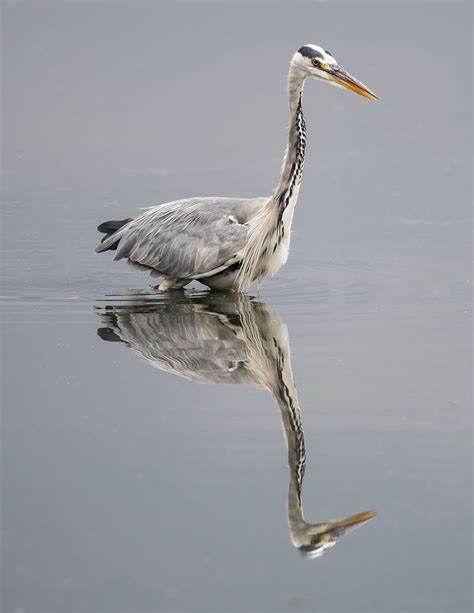 Heron Ramsdale Hide Pennington Philip Schofield Flickr