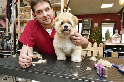 Curso de Peluquería Canina Gratis Aprende a cuidar y embellecer a tus