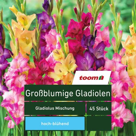 Gro Blumige Gladiolen Gladiolus Mischung St Ck Mehrfarbig