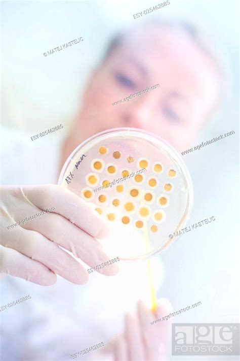 Life Science Professional Observing Cell Culture Samples On LB Agar