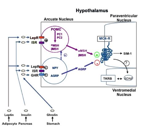 Mc4r And Mc3r Mutations The Free Obesity Ebook