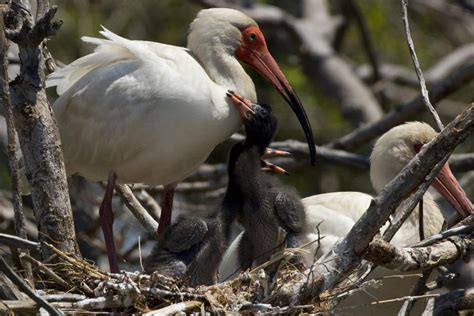 Priority Bird Profile White Ibis Audubon North Carolina