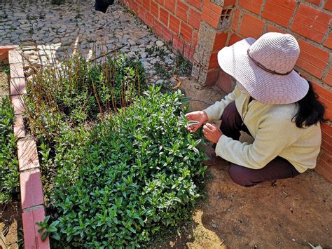 Al Menos 14 Plantas Medicinales Pueden Cultivarse En Casa La Razón Noticias De Bolivia Y El