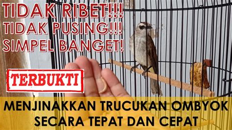 Cara Menjinakkan Burung Trucukan Ombyokan Yang Giras Secara Tepat Dan