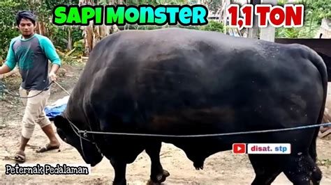 Sapi Monster Hitam Angus YouTube