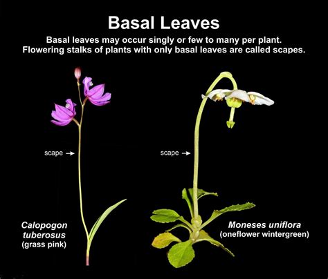 Basal Leaf Arrangement