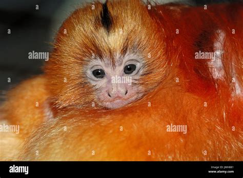 Baby Golden Lion Tamarin