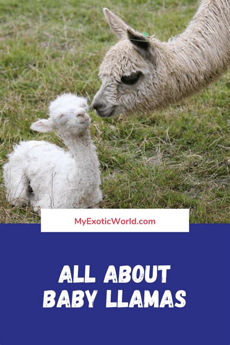 Guide To Baby Llamas Caring Feeding And Development