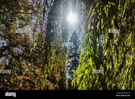 Sun Shining Through Green Leaves Of A Weeping Willow Tree On A Bright