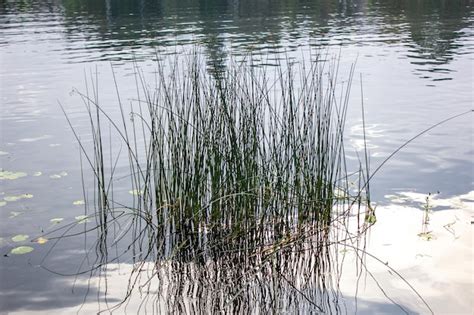 Hierba en el río hierba alta en el agua cañas arbusto de hierba en el