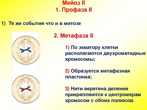 Мейоз. Клетки организма - презентация онлайн
