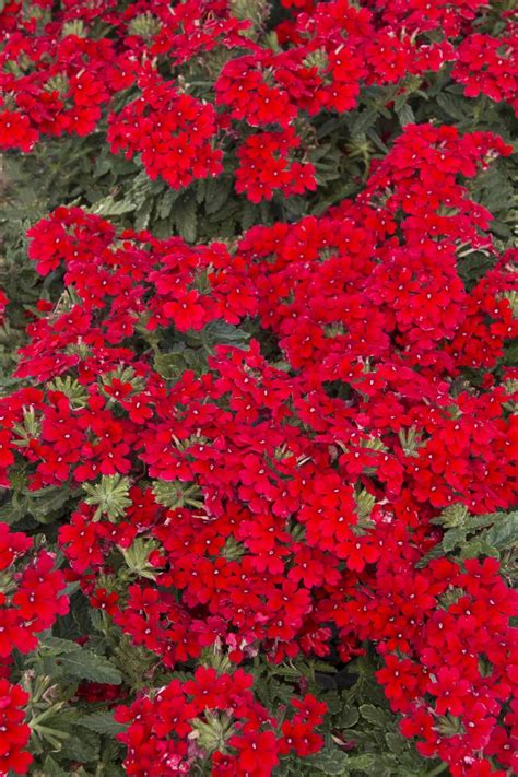 Endurascape™ Red Verbena Verbena X Balendred Pp 26132