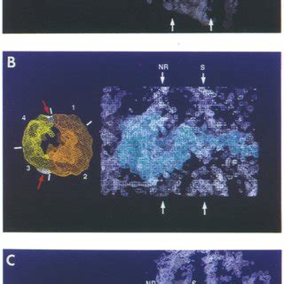 Tilt Series Of A Translocating RNP Particle The Series Comprises 25