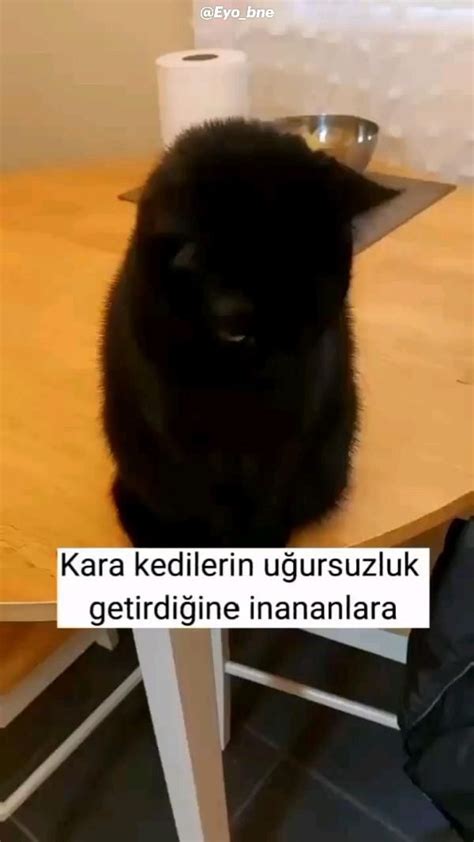 Adl Kullan C N N Pinler I Te Panosundaki Pin Irin Kedi Komik