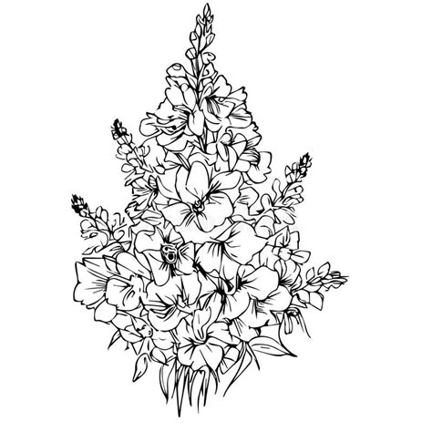 Larkspur Drawing Stock Illustrations Larkspur Drawing Stock