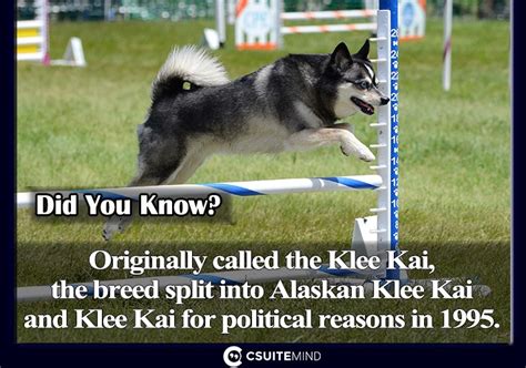 Fact Originally Called The Klee Kai The Breed Split Into Alaskan