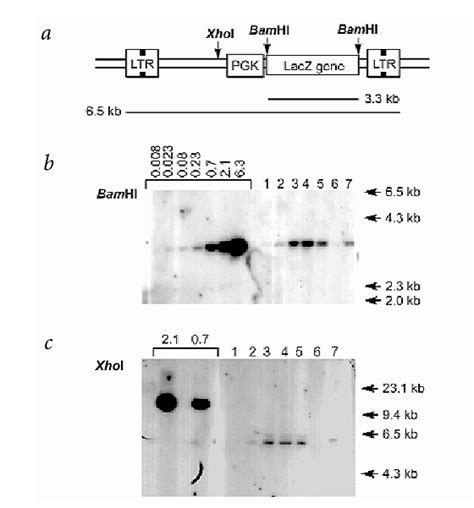 Genomic Southern Blot Analysismice Were Infused With 8−10108 Tu Of