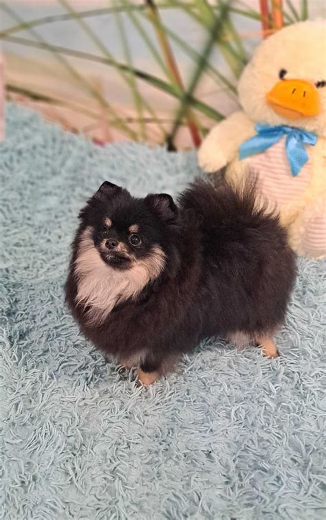 Pomeranian szpic miniaturowy ZKWP FCI Warszawa Żoliborz OLX pl