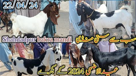 Shahdadpur Bakra Mandi Latset Update Today Mix Goat Bakra Eid