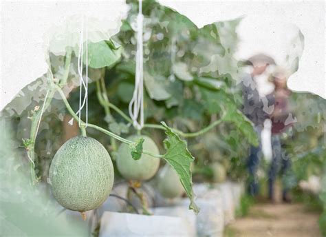 Culture Du Melon Semis Plantation Et Entretien Nortene