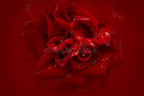 Vivid Red Color Rose Soft Background Stock Image Image Of Blurred