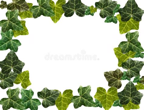 Ivy Border Stock Photo Image Of Botany Macro Frame 4868658