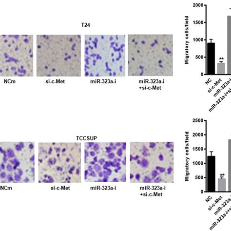 Knockdown Of CMet Reversed MiR323a Inhibitorinduced Cell Migration