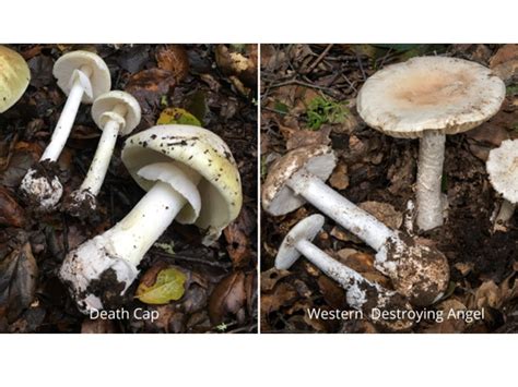 2 Of Worlds Most Toxic Mushrooms Found In East Bay Parks Lamorinda