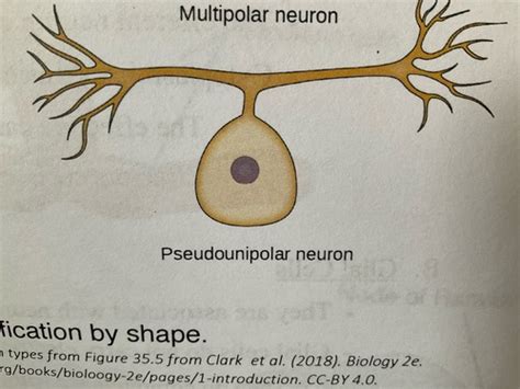 Biol 273 Week 2 Neurophysiology Part 1 Flashcards Quizlet