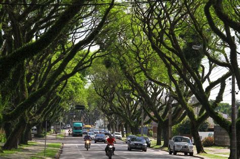 Arborização é Essencial Para Preservar A Natureza Em Espaços Urbanos