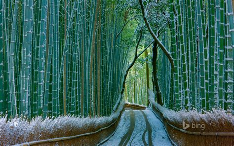 Sagano bamboo forest, Arashiyama, Kyoto, Japan - Bing Wallpapers - Sonu Rai