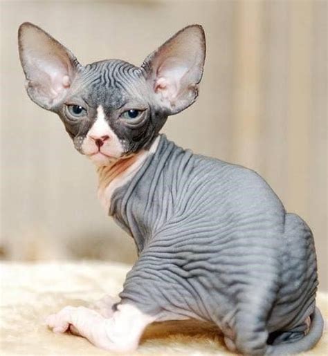 Sphynx Cats For Sale Utah Avenue Mi Petzlover